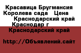 Красавица Бругмансия-Королева сада › Цена ­ 250 - Краснодарский край, Краснодар г.  »    . Краснодарский край